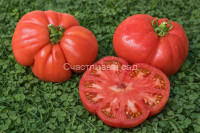 Mallee Rose Dwarf (Гном Малли Роуз)