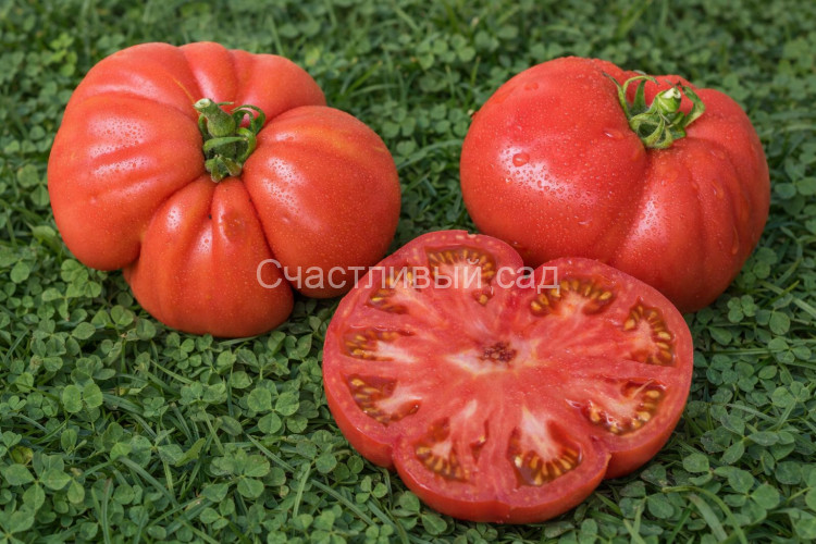 Mallee Rose Dwarf (Гном Малли Роуз) Mallee Rose Dwarf (Гном Малли Роуз)