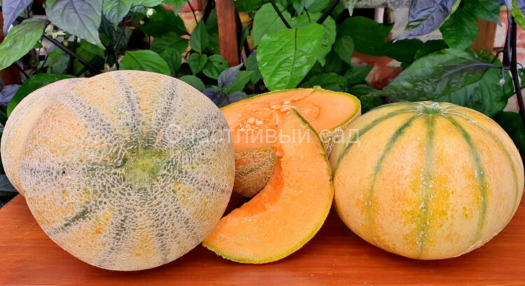 Дыня Мадху Раш (Madhu Ras)