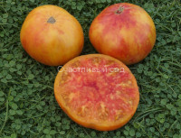 Розелла (Rozella)