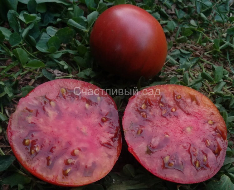 Abracazebra (Абраказебра) 