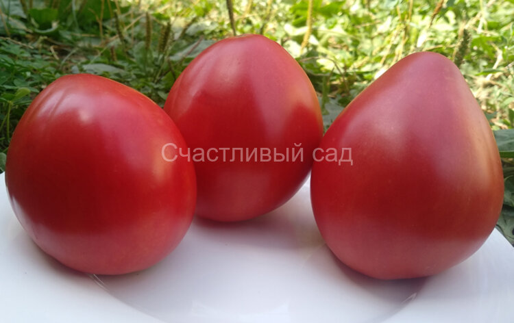 Jung’s Giant Oxheart (Юнга гигантский оксхарт)