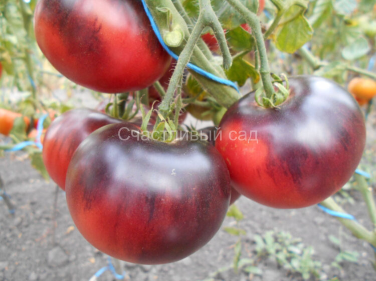 Mlle Fouriers (Мадемуазель Фурье)