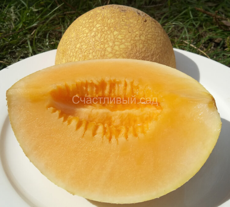 Дыня Тропикана