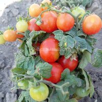 Red Robin (Красный Робин)