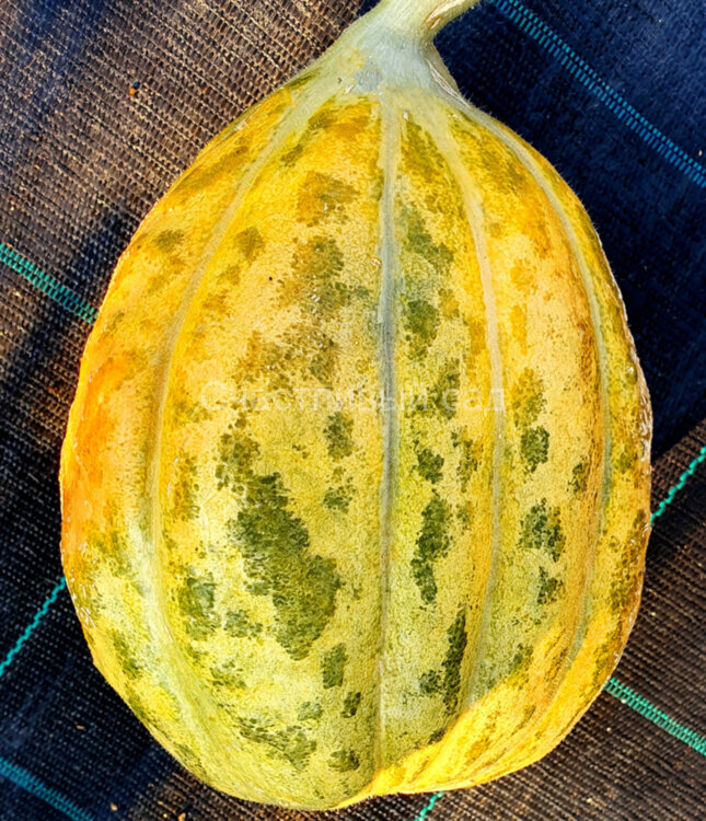 Дыня Де Элджер (D’alger)