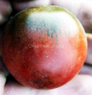 черная богиня.jpg Черная Богиня