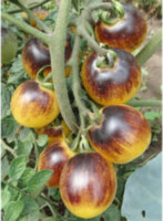 Bleu Feu (Синяя Фея)