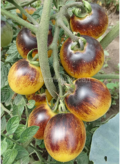 Bleu Feu (Синяя Фея)