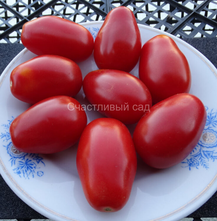 Re Umberto (Ре Умберто)