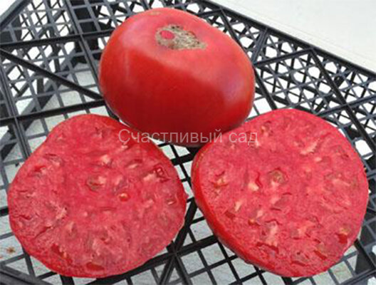 Планета Планета