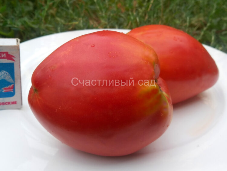 Kelli’s Heart (Сердце Келли)