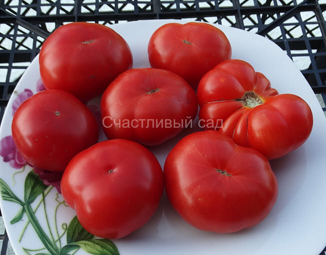 Dwarf Franklyn’s County (Гном округа Фрэнклина)