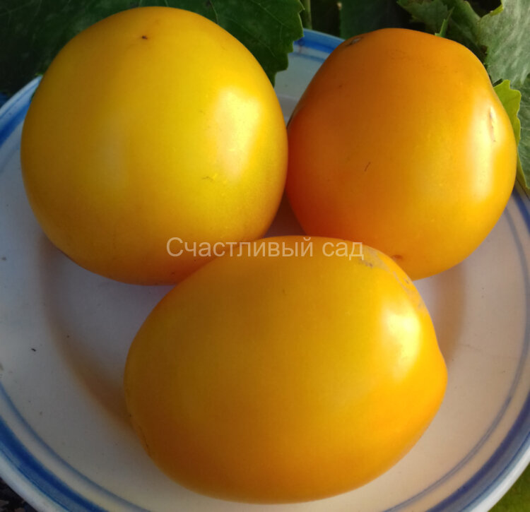 Сливка Леси