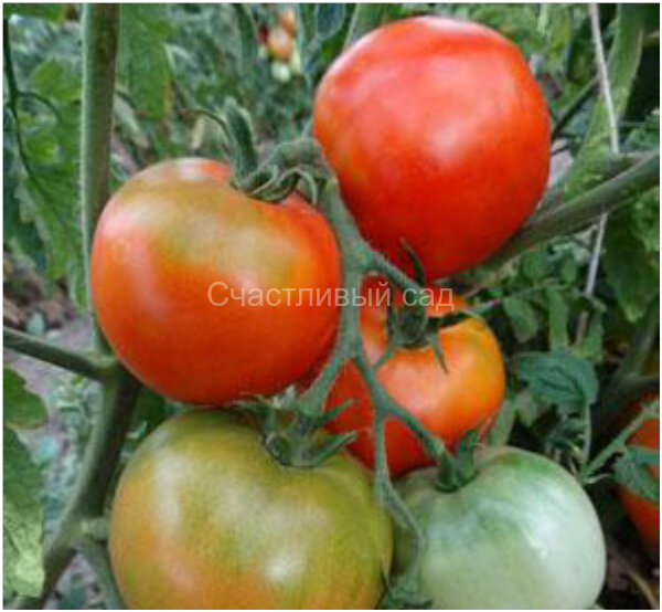 Novosadski Jabuchar (Новосадский яблочный)