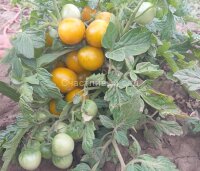 Fat Frog Micro Dwarf (Микрогном Толстая лягушка)