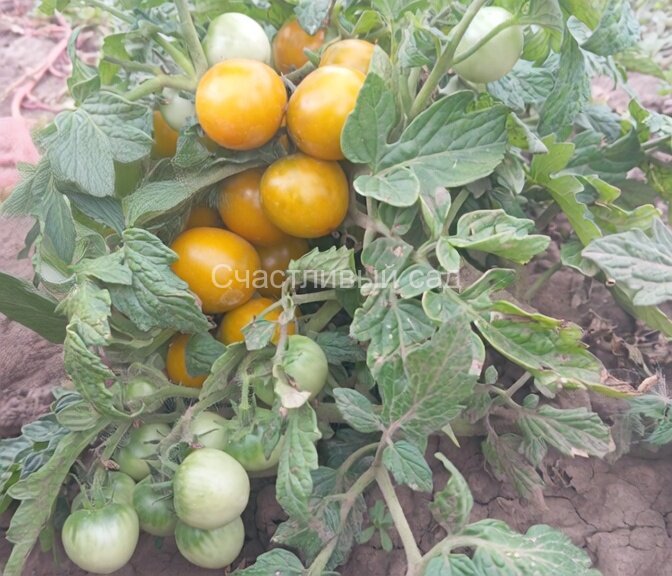 Fat Frog Micro Dwarf (Микрогном Толстая лягушка)