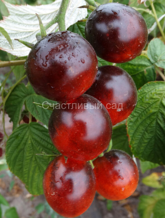 Blue Ambrosia (Синяя Амброзия) Blue Ambrosia (Синяя Амброзия)