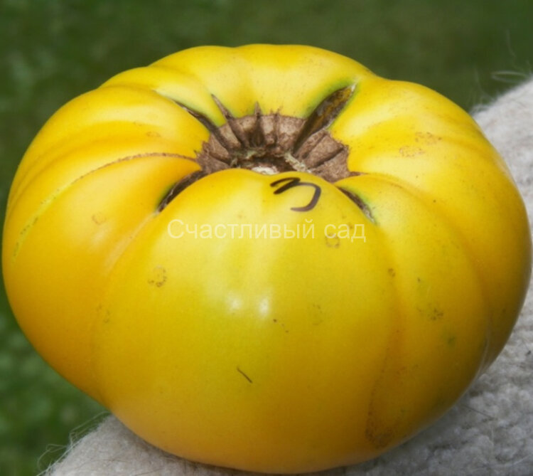 Dwarf Golden Gypsy (Гном Золотой цыган)