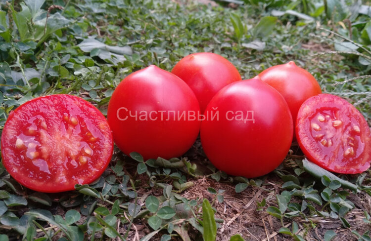 Смелянский Рудаса Смелянский Рудаса