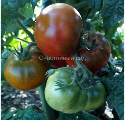 Pite Viper (Пит Вайпер)