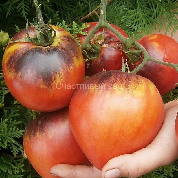 Sgt. Pepper Bronze (Сержант Пеппер бронзовый)