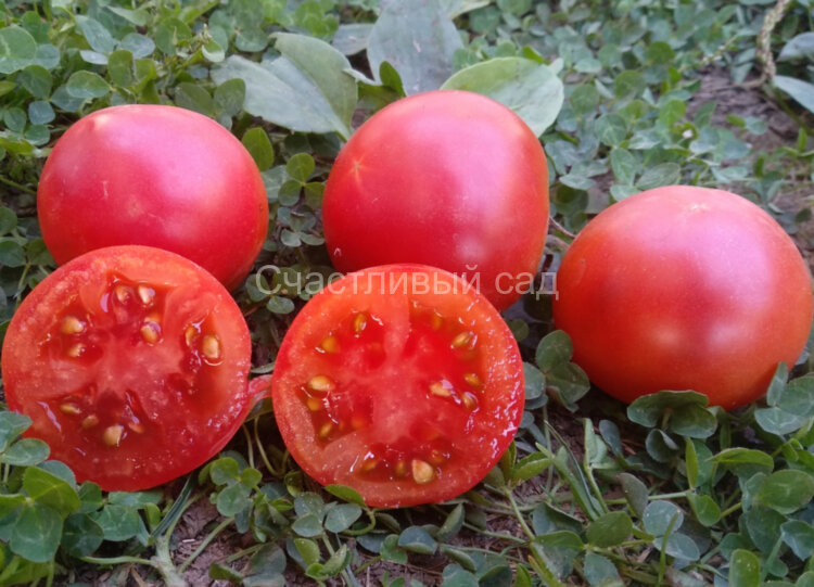 Dwarf Mary’s Cherry (Гном Вишня Мэри) Dwarf Mary’s Cherry (Гном Вишня Мэри)