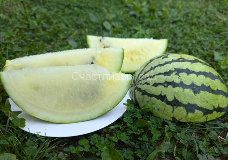 Арбуз Cream of Saskatchewan (Крем Саскачевана)