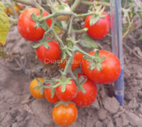 Флорида Петит