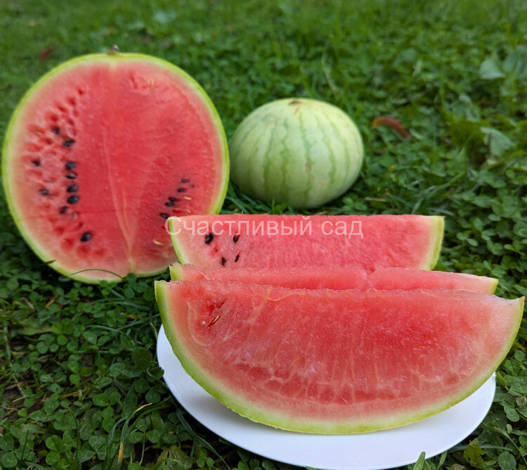 Арбуз Зимний король (Winter King) Арбуз Зимний король (Winter King)