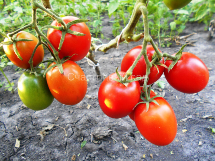 Santa Cruz Cada Gigante (Санта-Крус Када Гиганте) Santa Cruz Cada Gigante (Санта-Крус Када Гиганте)