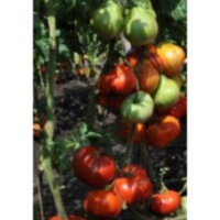 Сердце буйвола