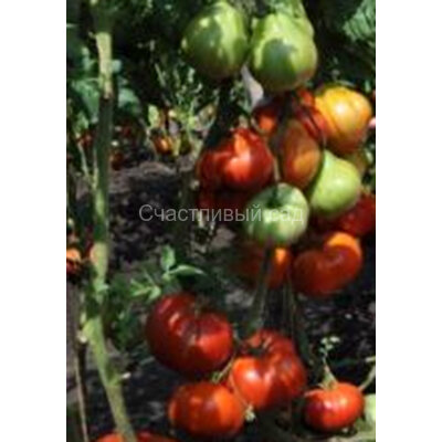 Сердце буйвола