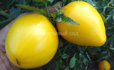 Dwarf Golden Heart (Гном Золотое сердце)