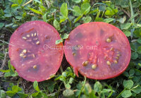 Purple Reign (Пурпурное царство)