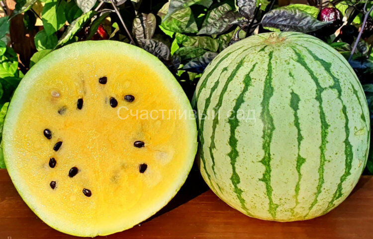 Арбуз Early moonbeam (Ранний лунный луч)