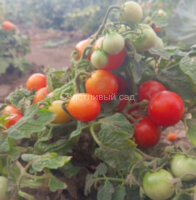 Рождественская Елка