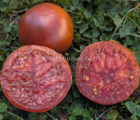 Черный томат от Борисовны